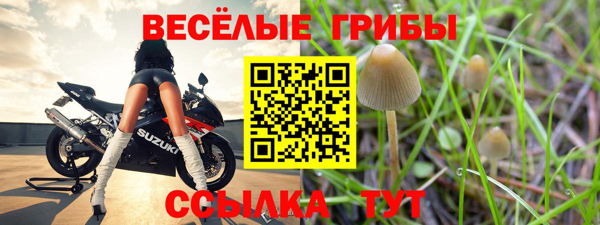 Галлюциногенные грибы Cubensis Волгодонск